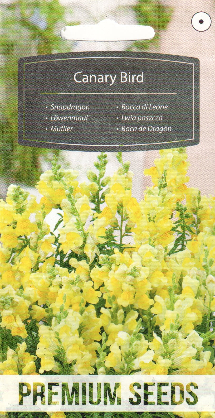 Lõvilõug "Canary Bird"