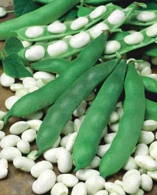 Lattuba "Piekny Jas" 500 grammi