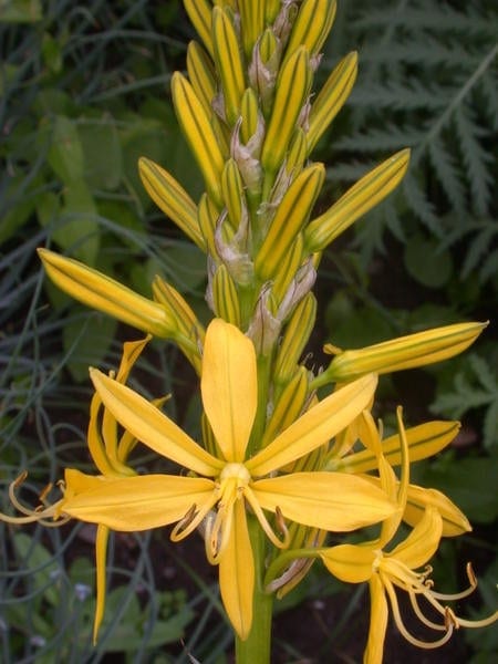Horvaatia parukliilia