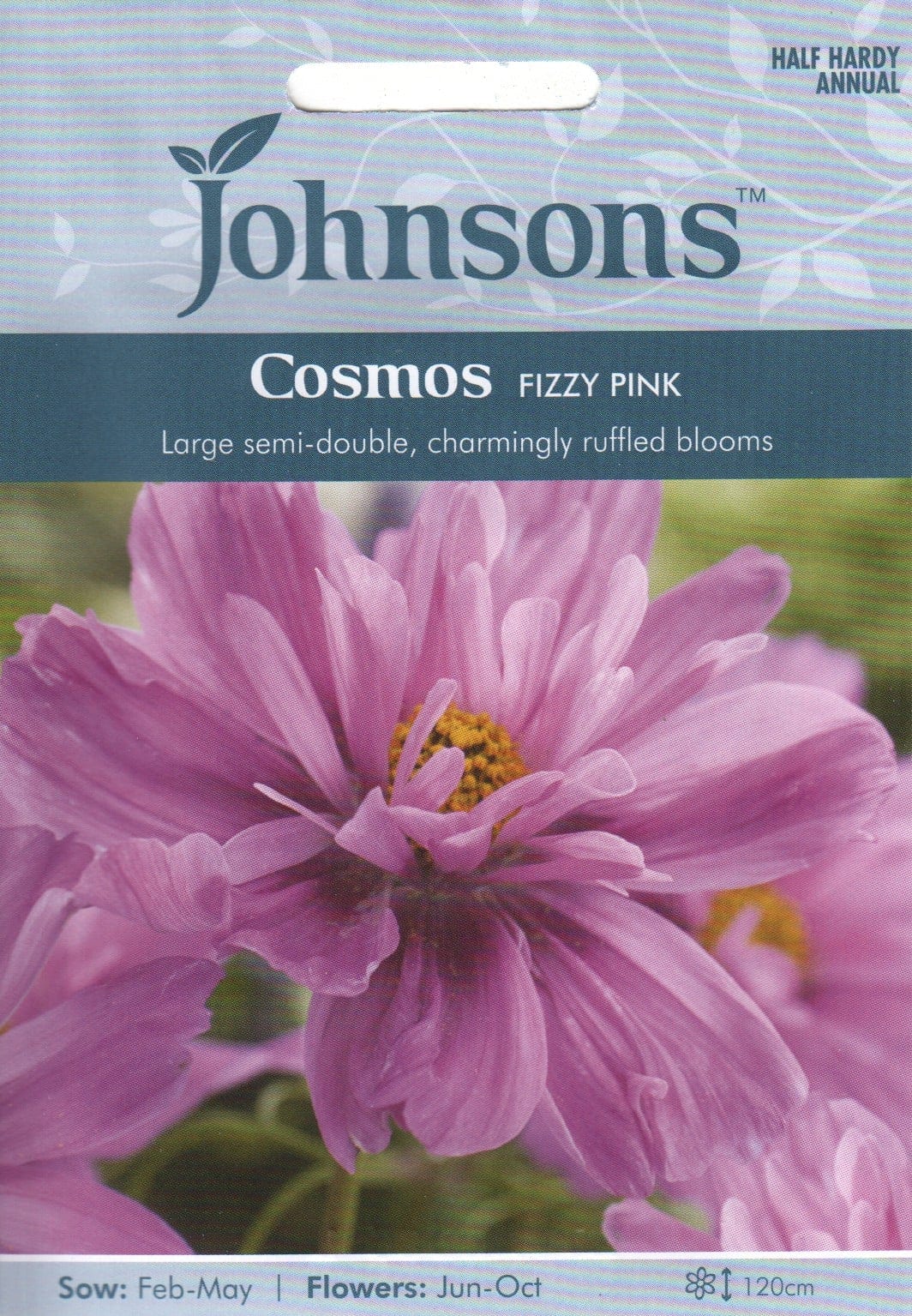 Kosmos "Fizzy Pink"