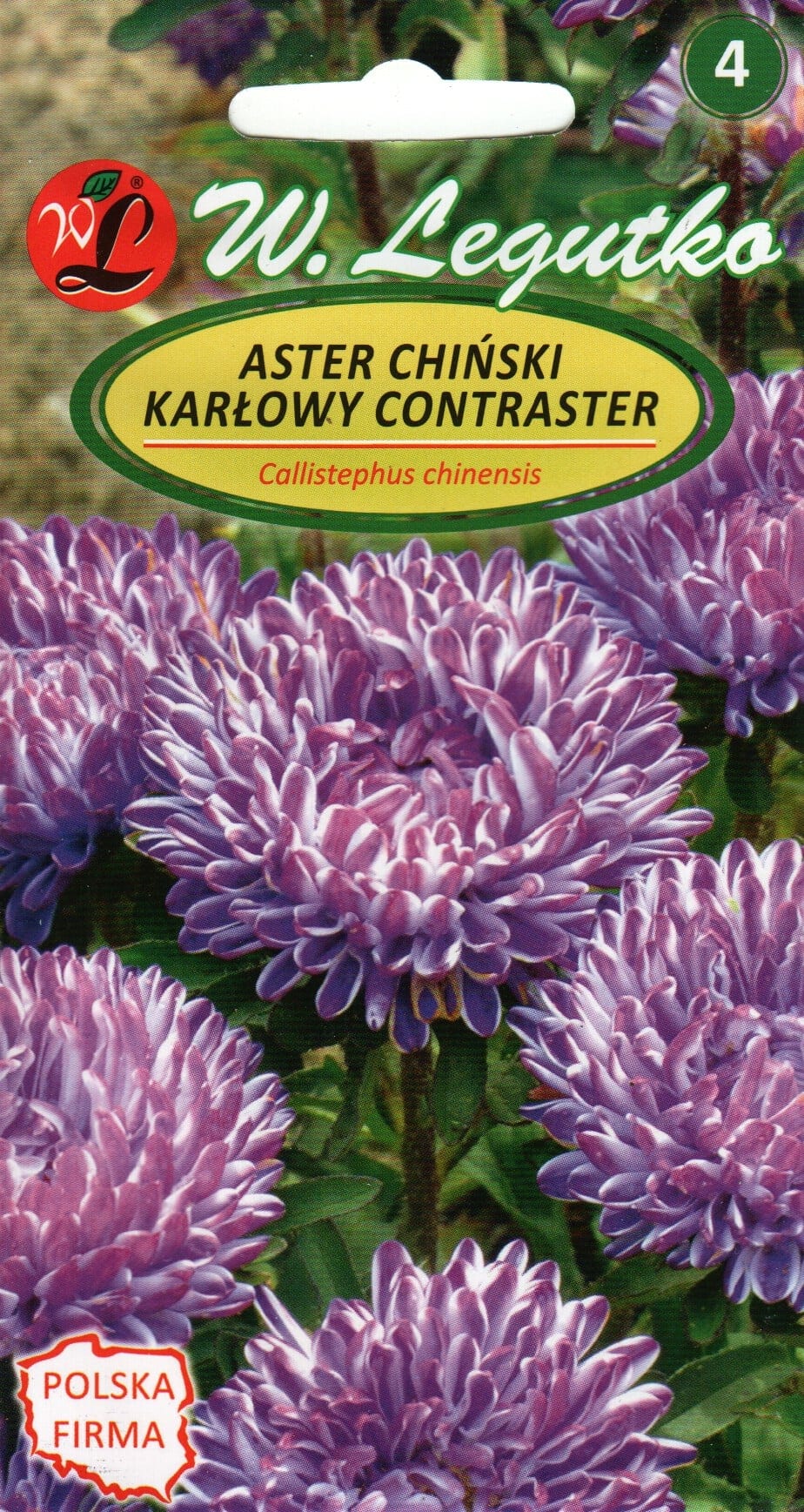 Aster "Contraster"