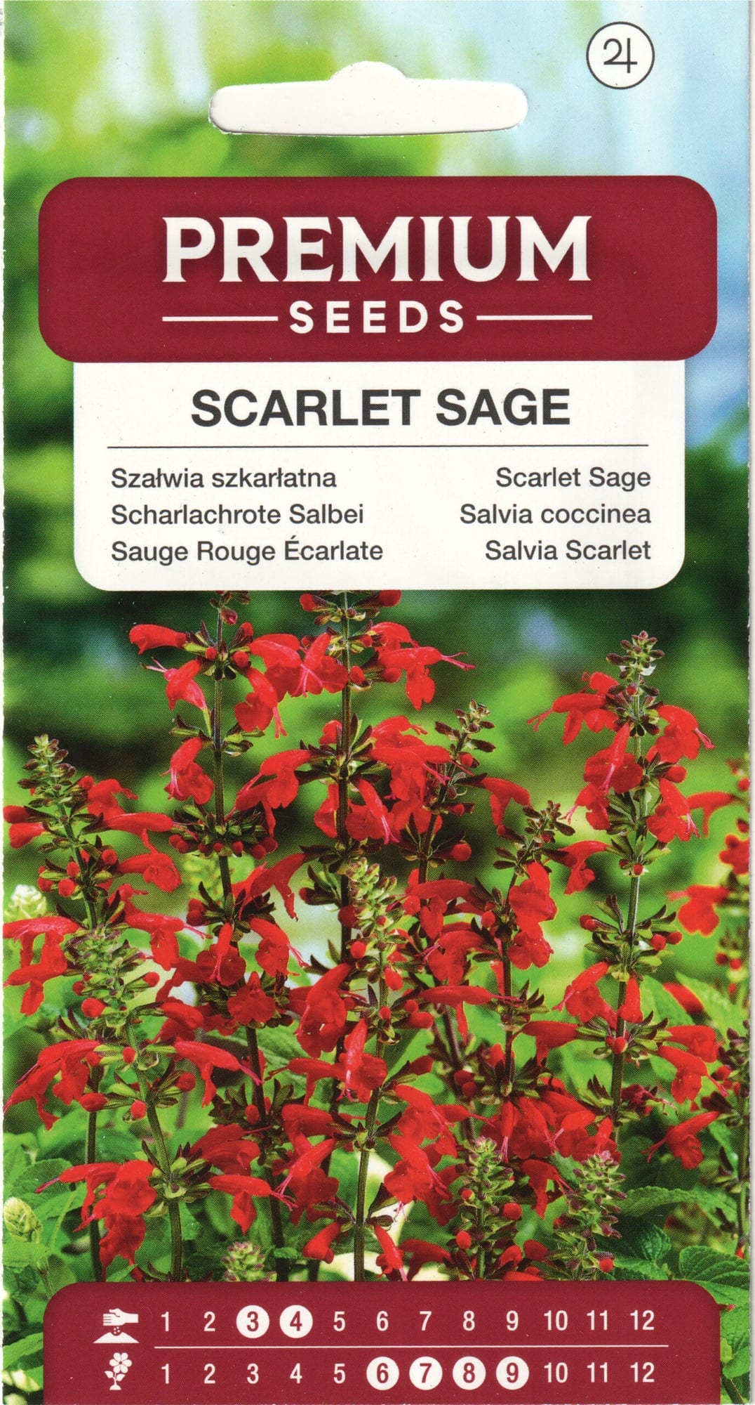 Sarlakpunane salvei "Red"