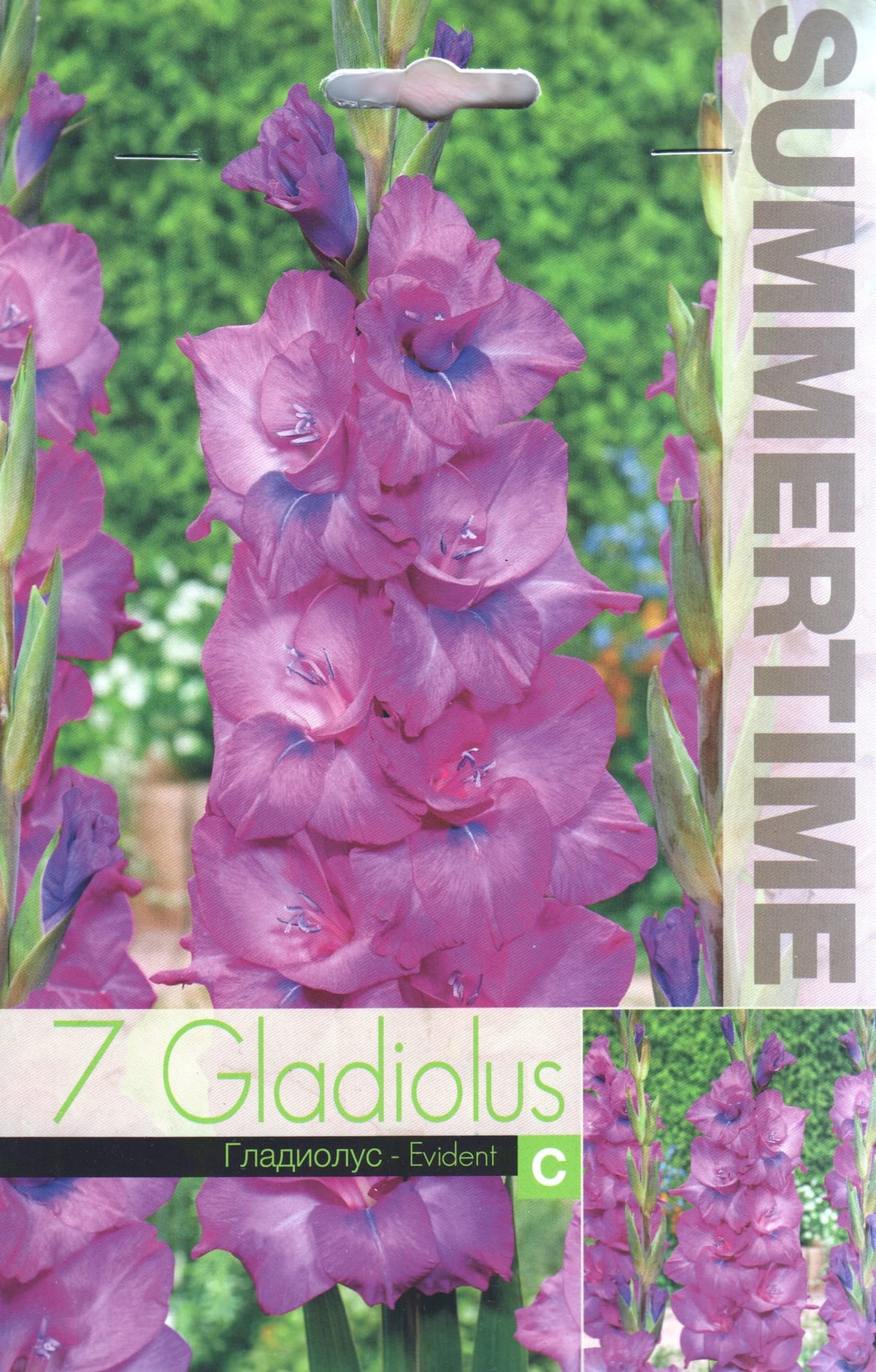 Gladiool "Evident"