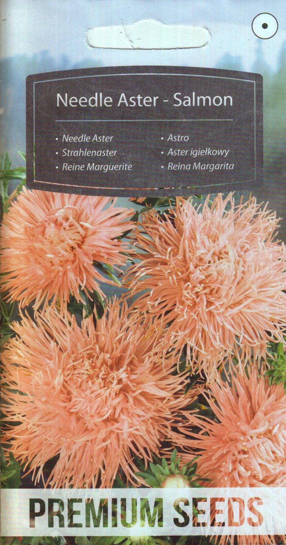 Aster "Salmon"