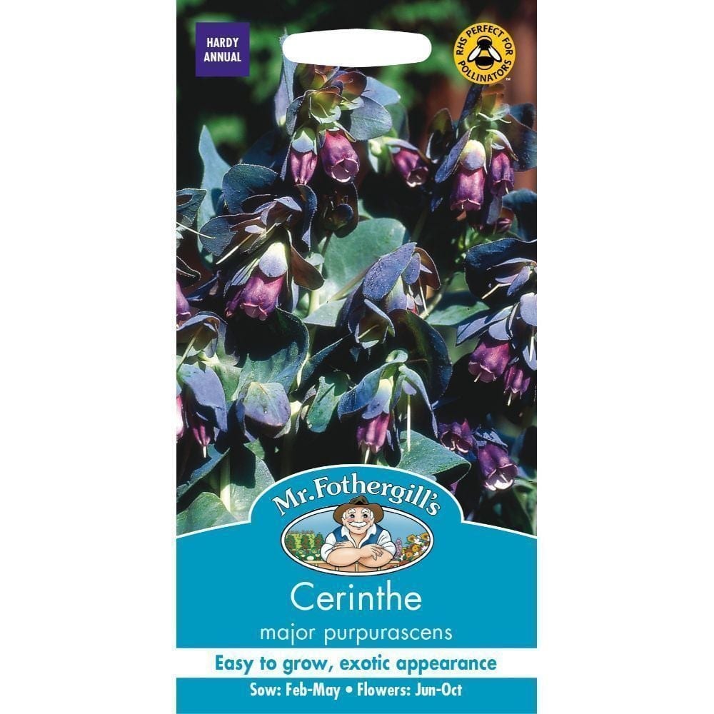 Suur mesilill  "Purpurascens"