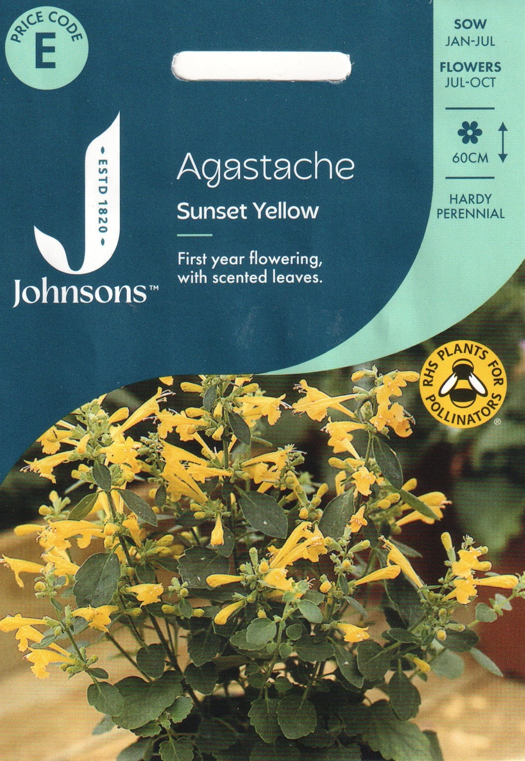 Hiidiisop "Sunset Yellow"