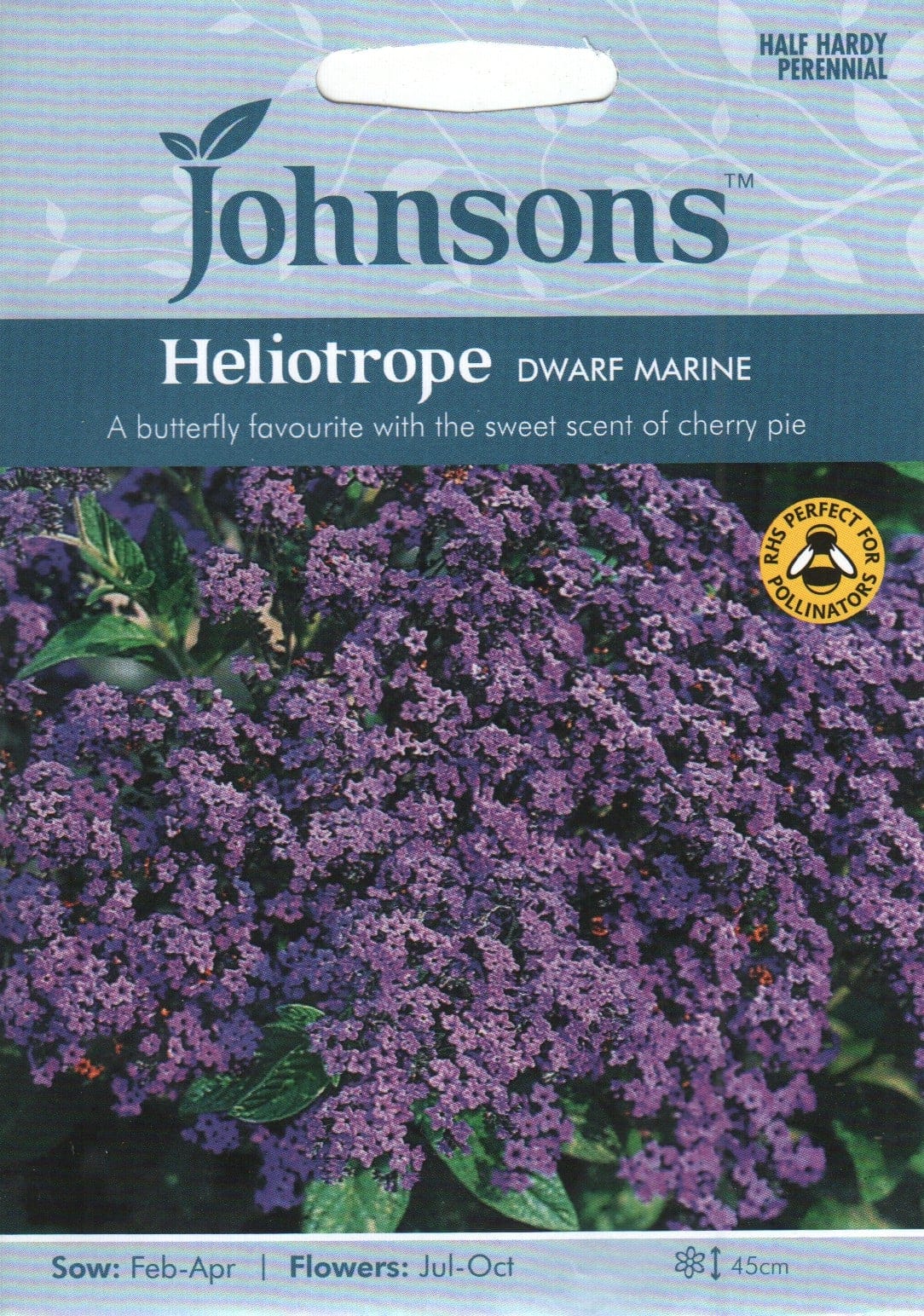 Harilik heliotroop "Dwarf Marine"