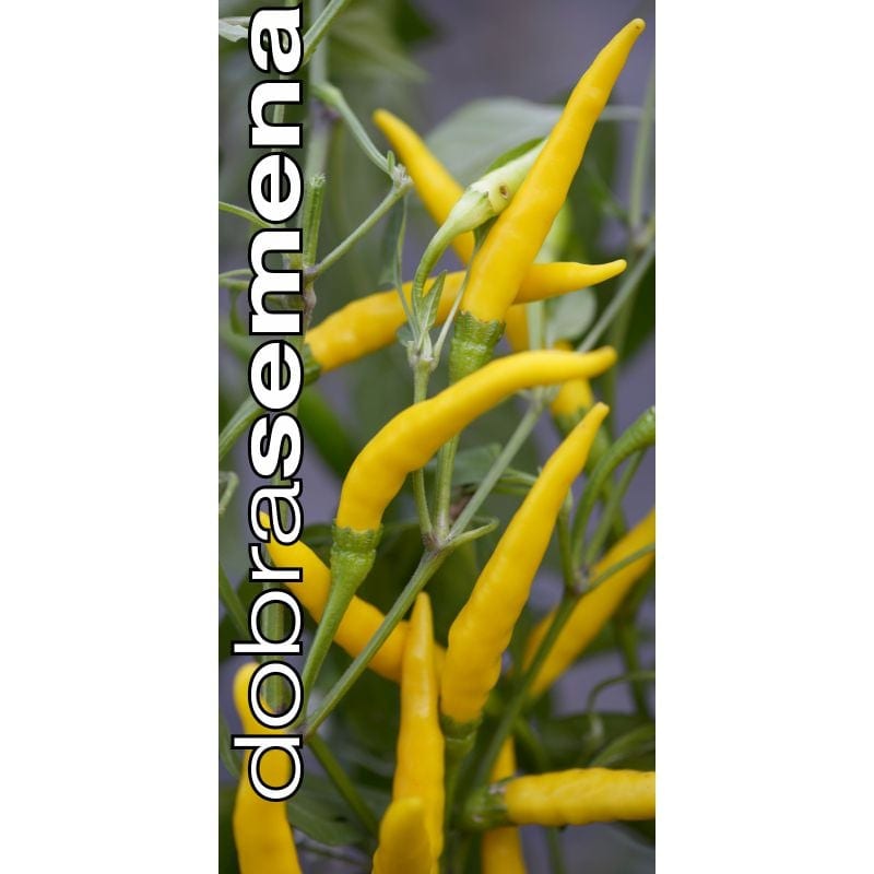 Kibepaprika "De Cayenne Yellow"