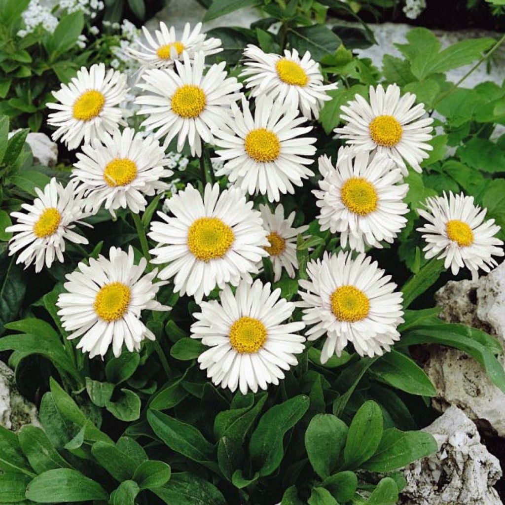 Alpi aster "White"