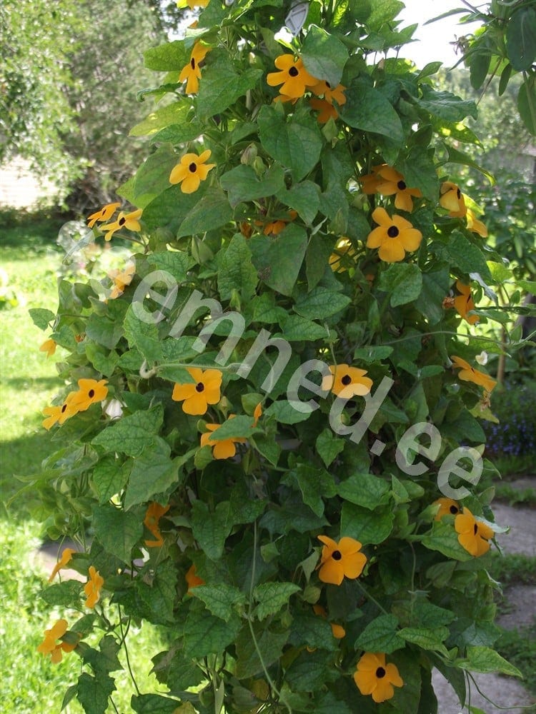 Tiivuline tunbergia "Black Eye Susan"