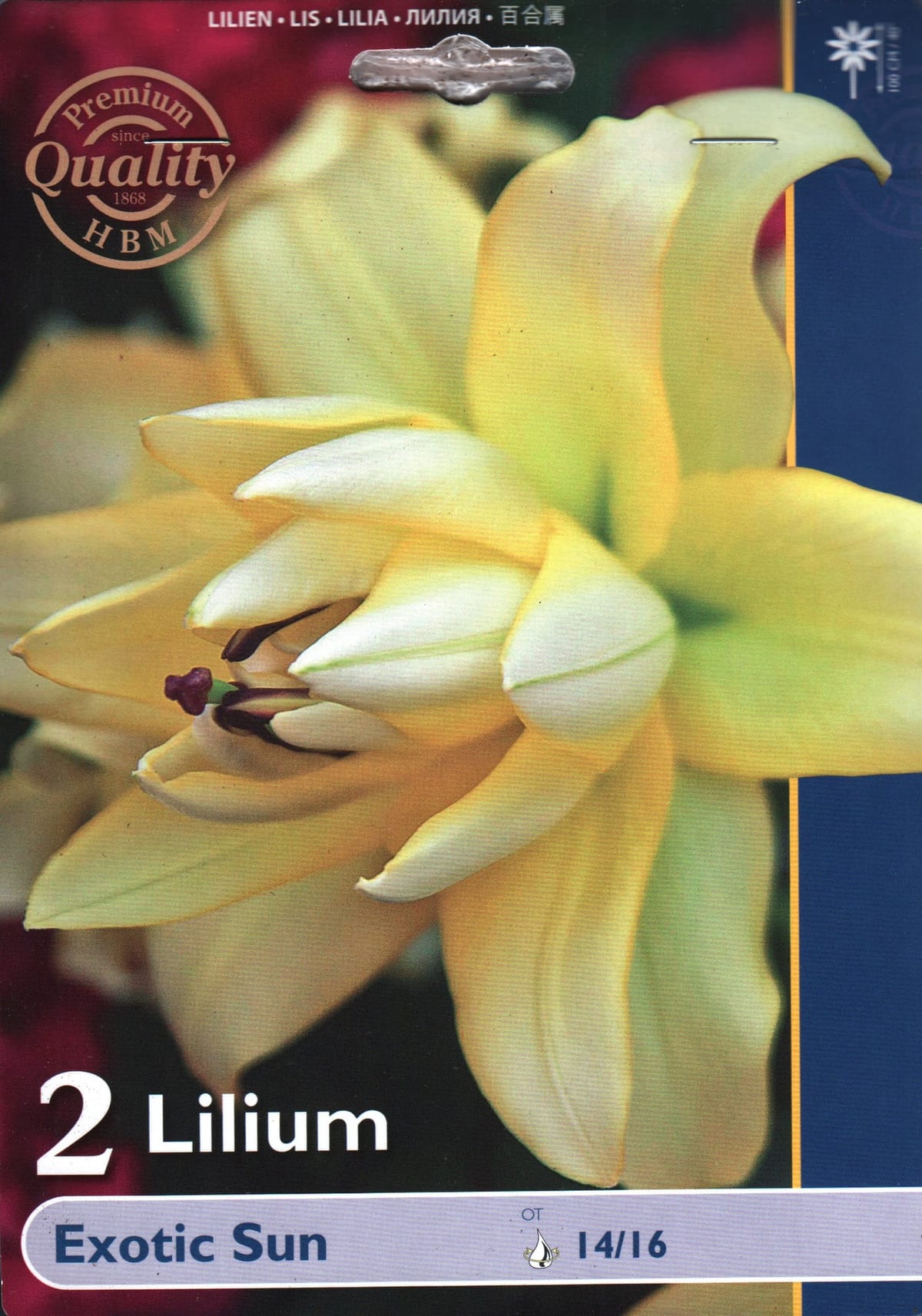 Hübriidliilia "Exotic Sun"