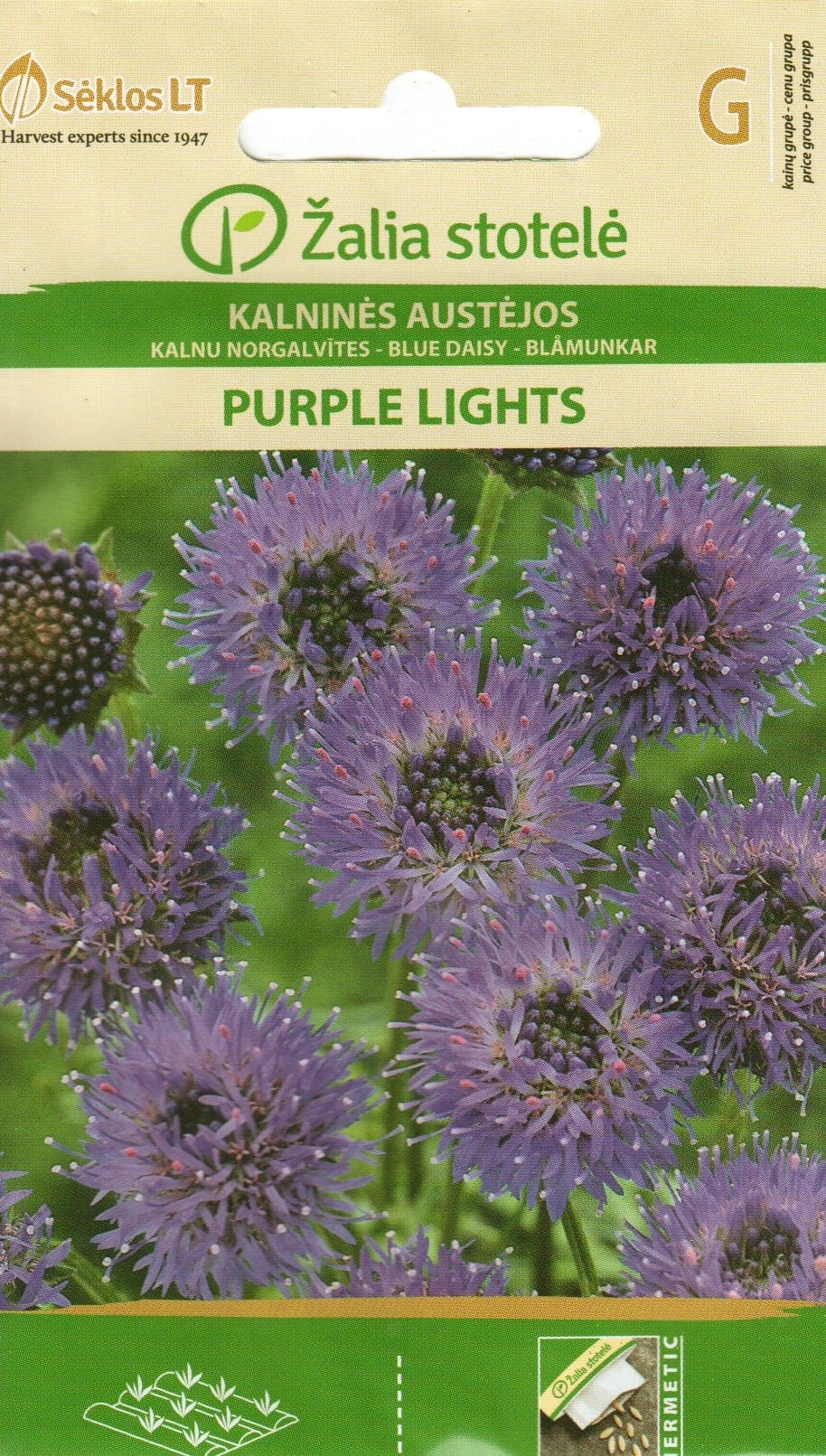 Püsik-sininukk "Purple Lights"