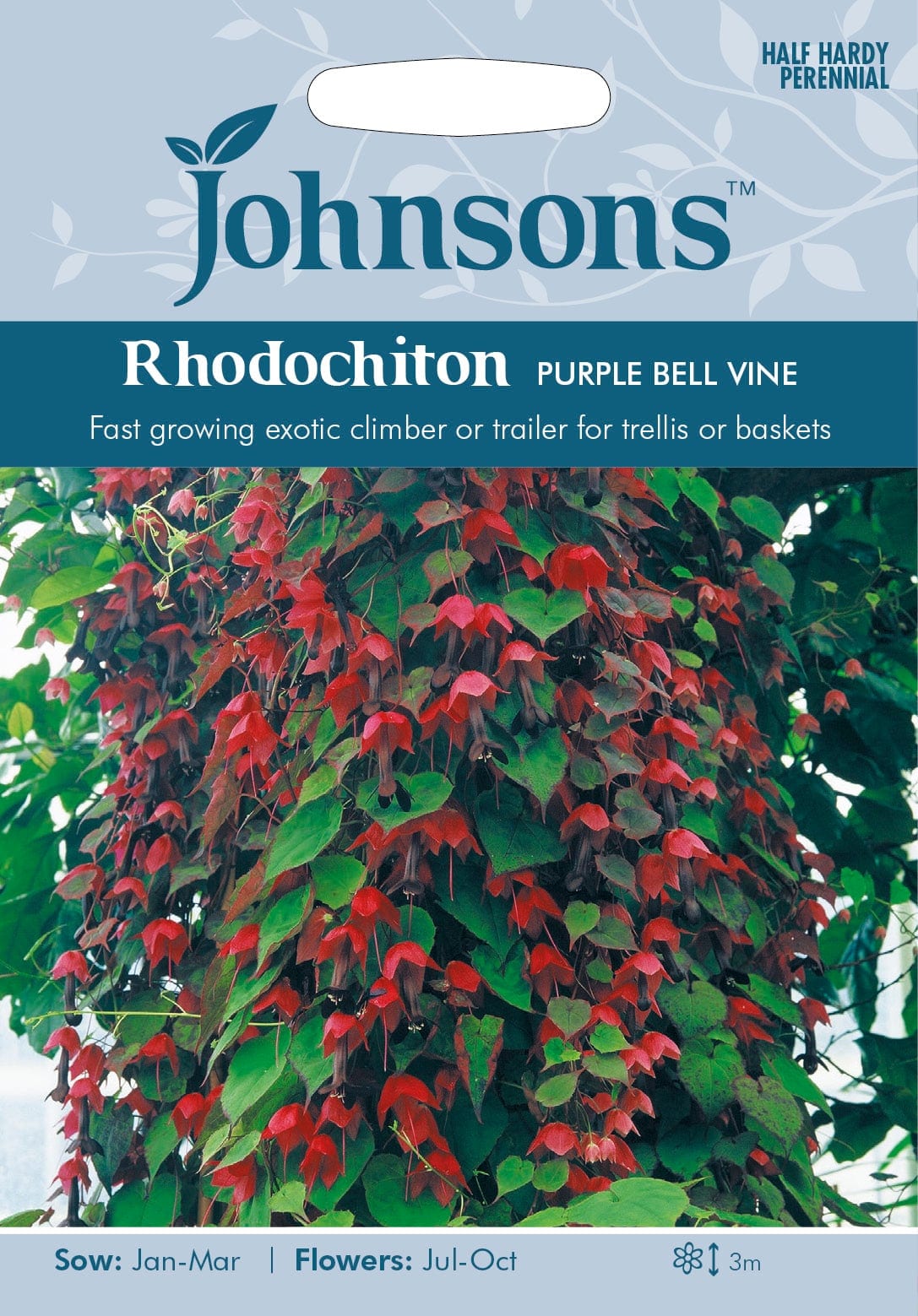 Tume purpurvanik "Purple Bell Vine"