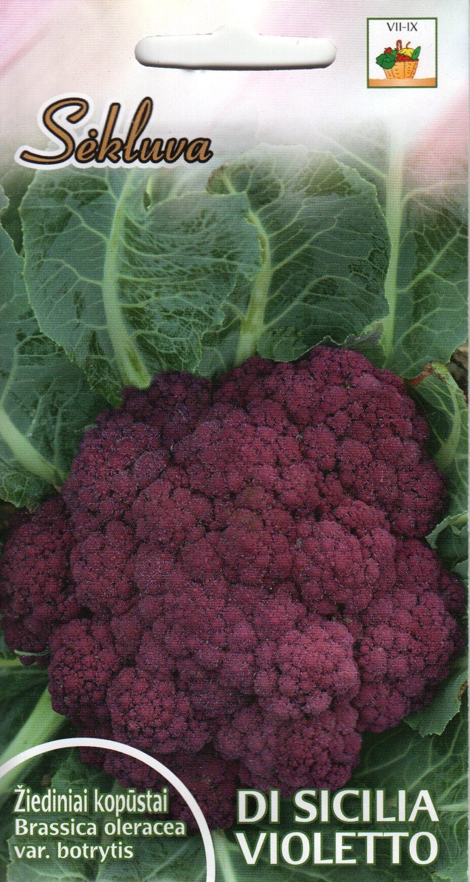 Lillkapsas "Di Sicilia Violetto"