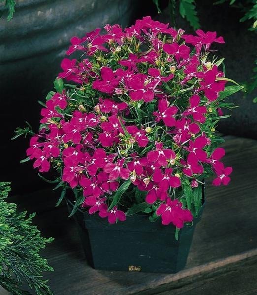 Lobeelia "Riviera Rose"