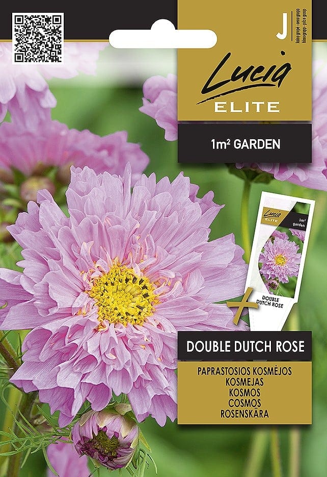 Kosmos "Double Dutch Rose"