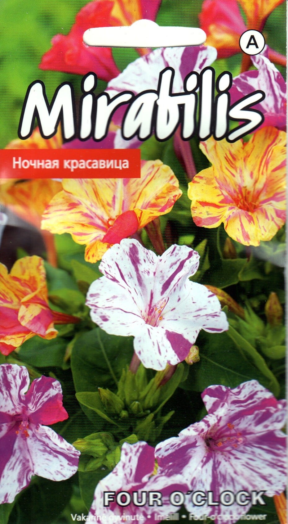 Lõhnatu imelill "Four o`Clock"