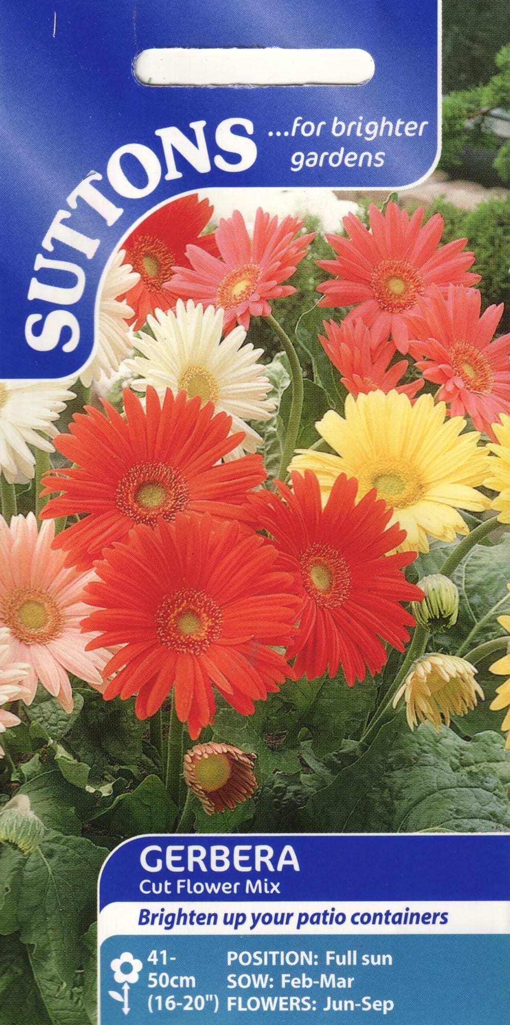 Gerbera "Cut Flower Mix"