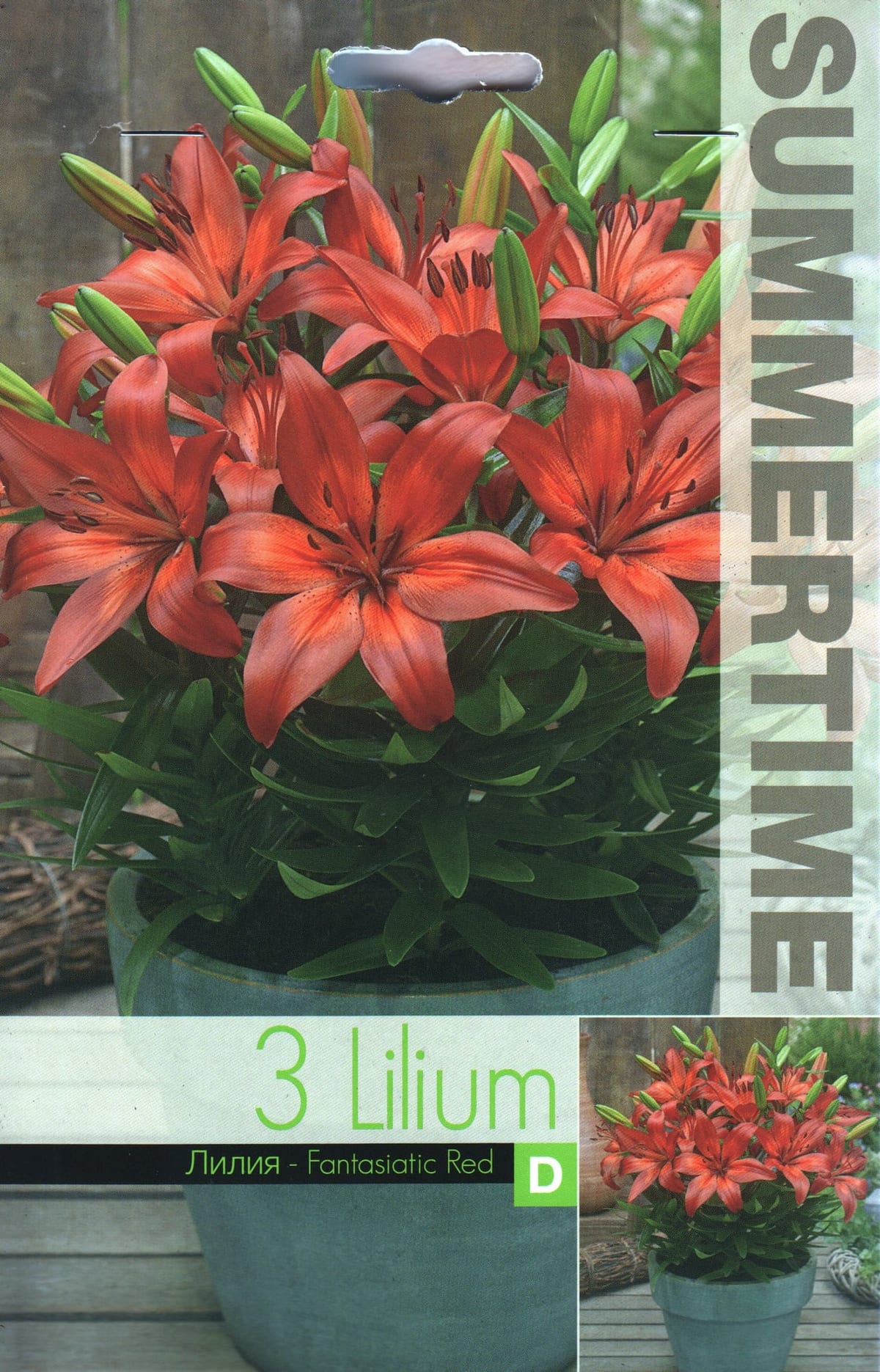 Aasia liilia "Fantasiatic Red"
