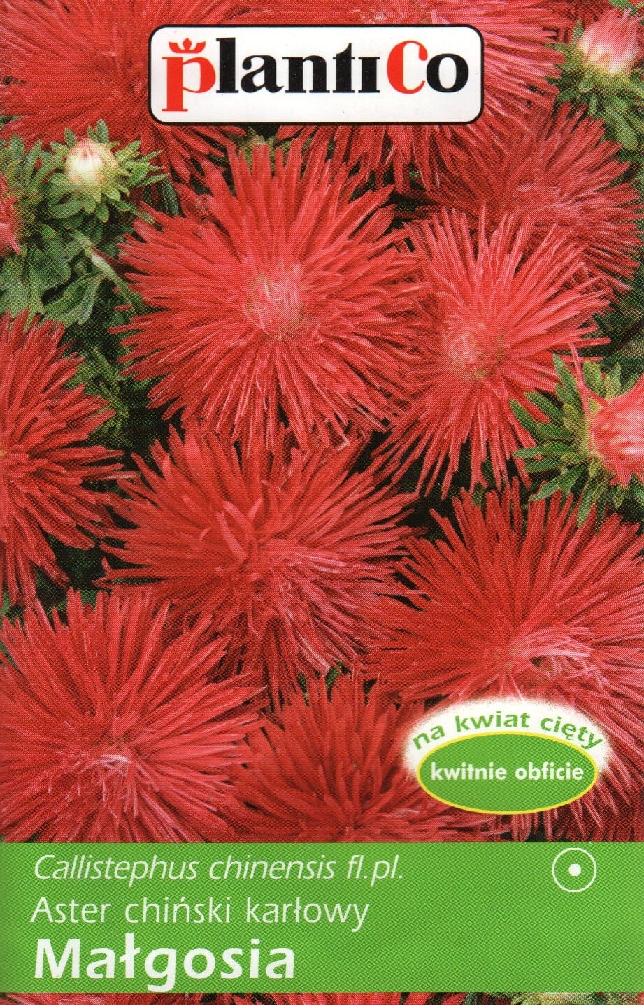 Aster "Malgosia"