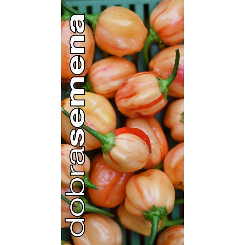 Maripaprika "Peppapeach Stripey"