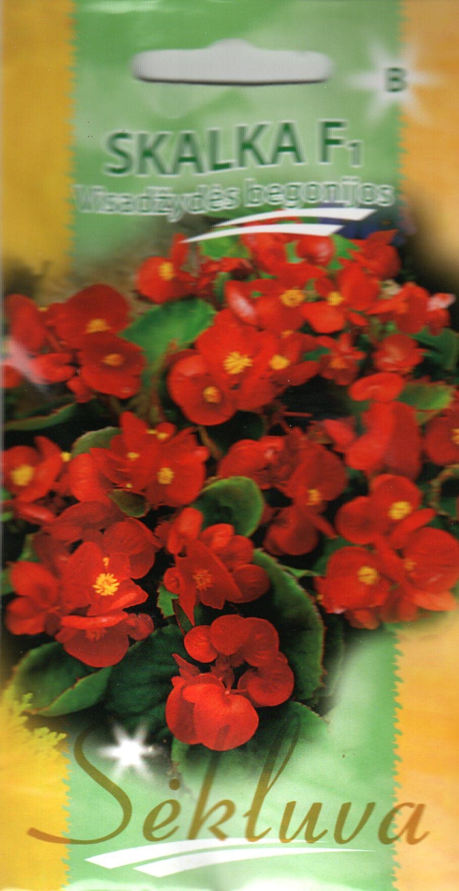 Alatiõitsev begoonia "Skalka" F1