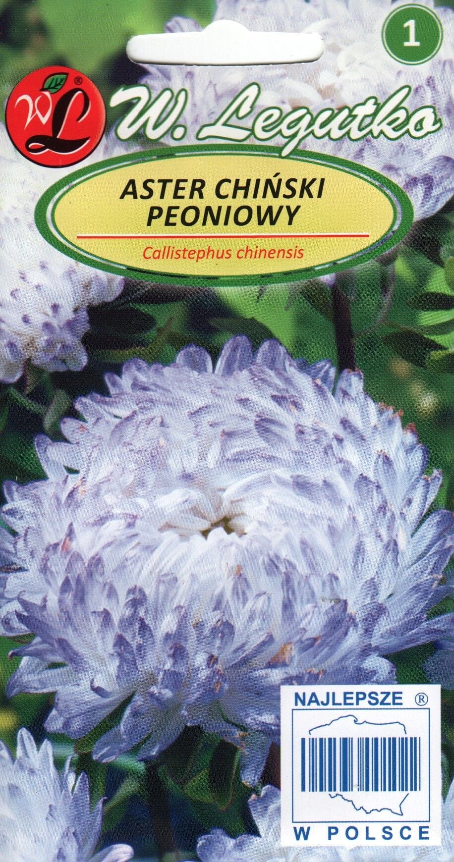 Aster sinine