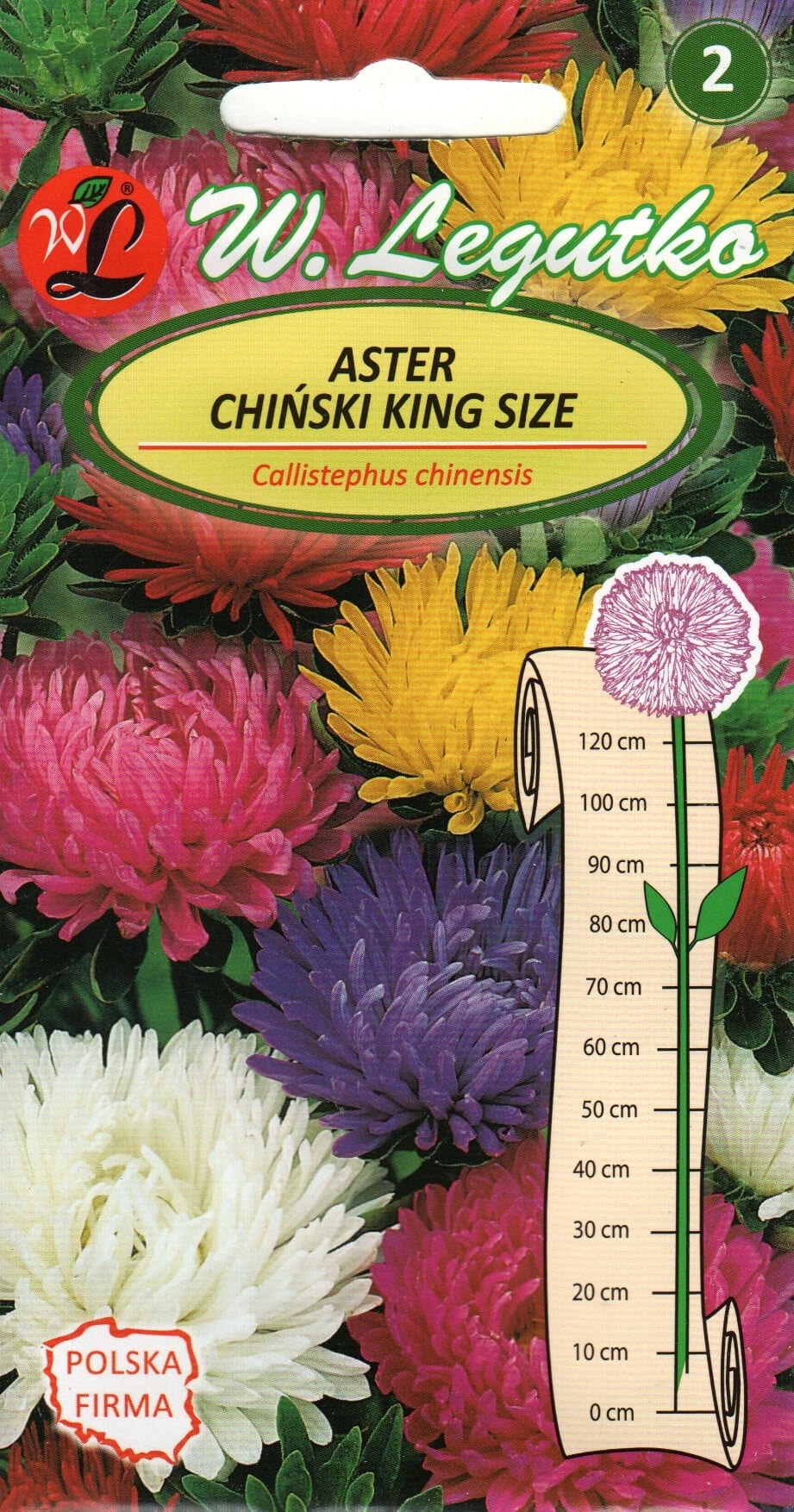 Aster "King Size"