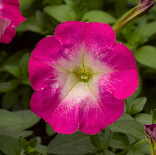 Petuunia "Picobella Rose Morn" F1