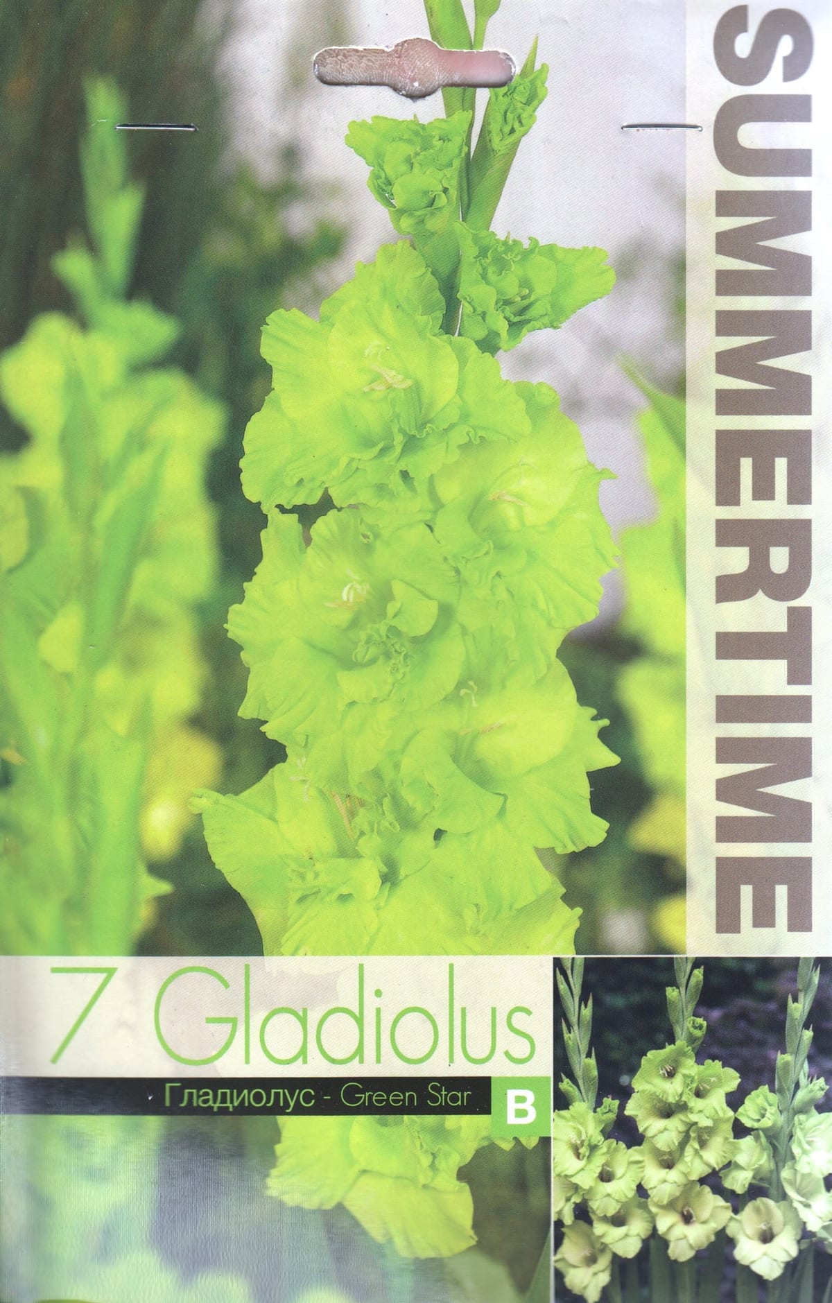 Gladiool "Green Star"
