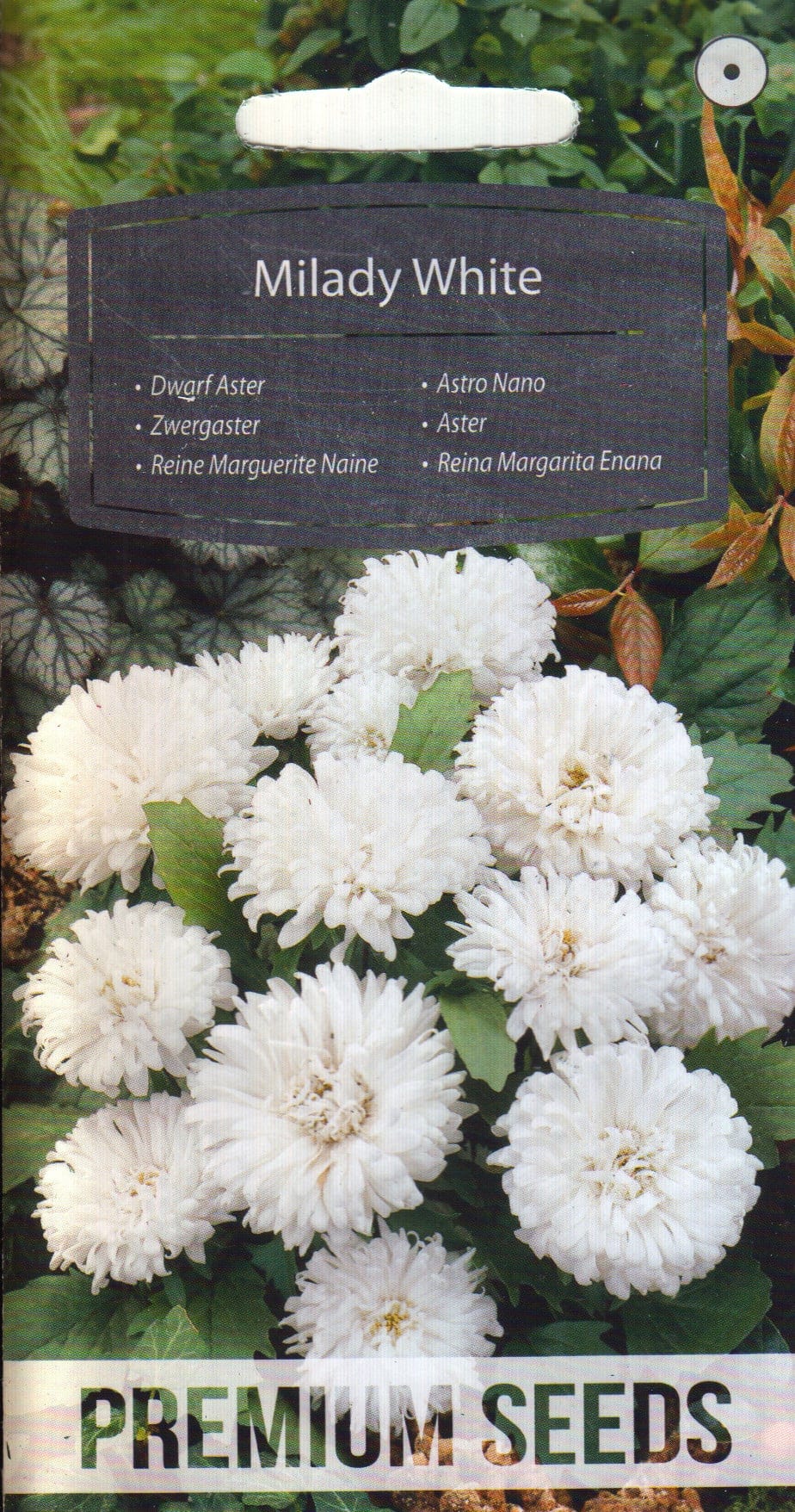 Aster "Milady White"