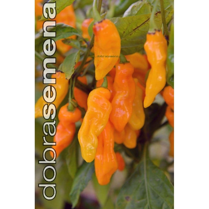 Kibepaprika "Maraba Orange"