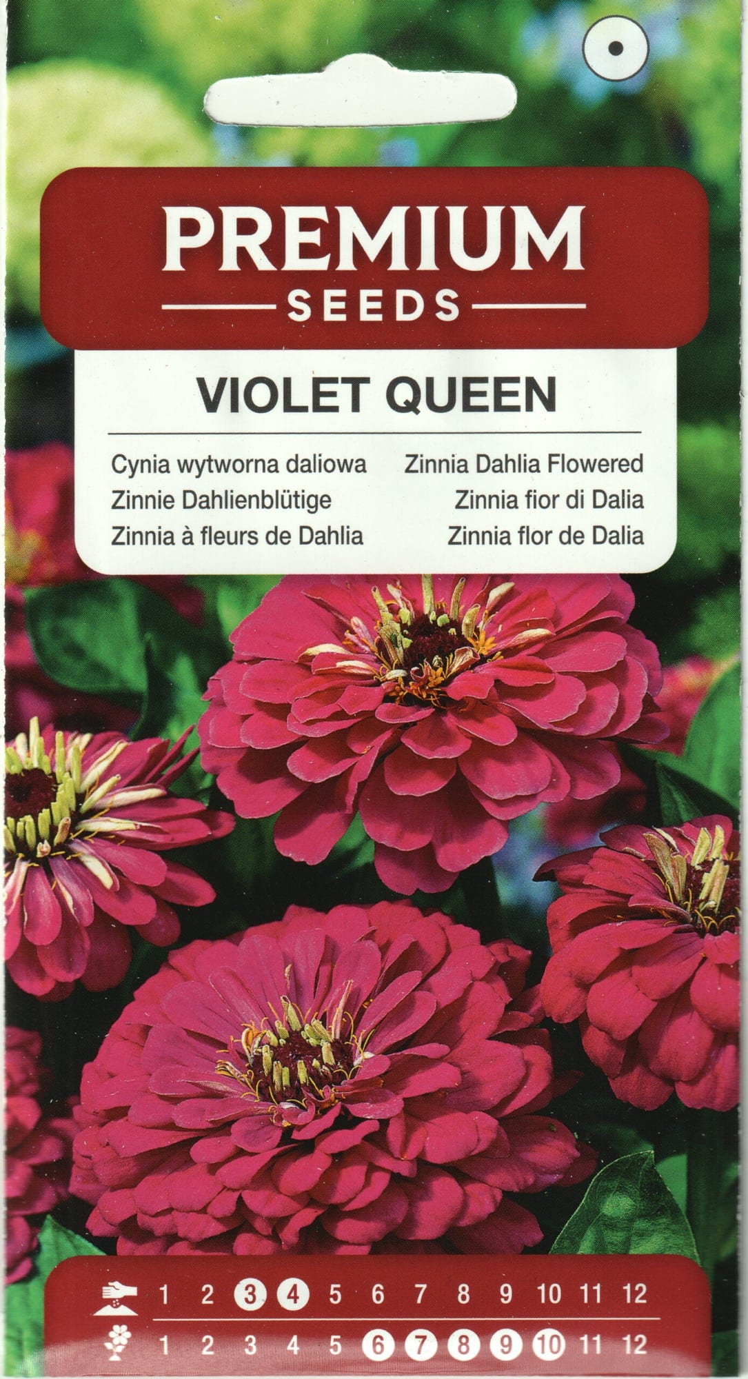 Harilik pruudisõlg "Violet Queen"