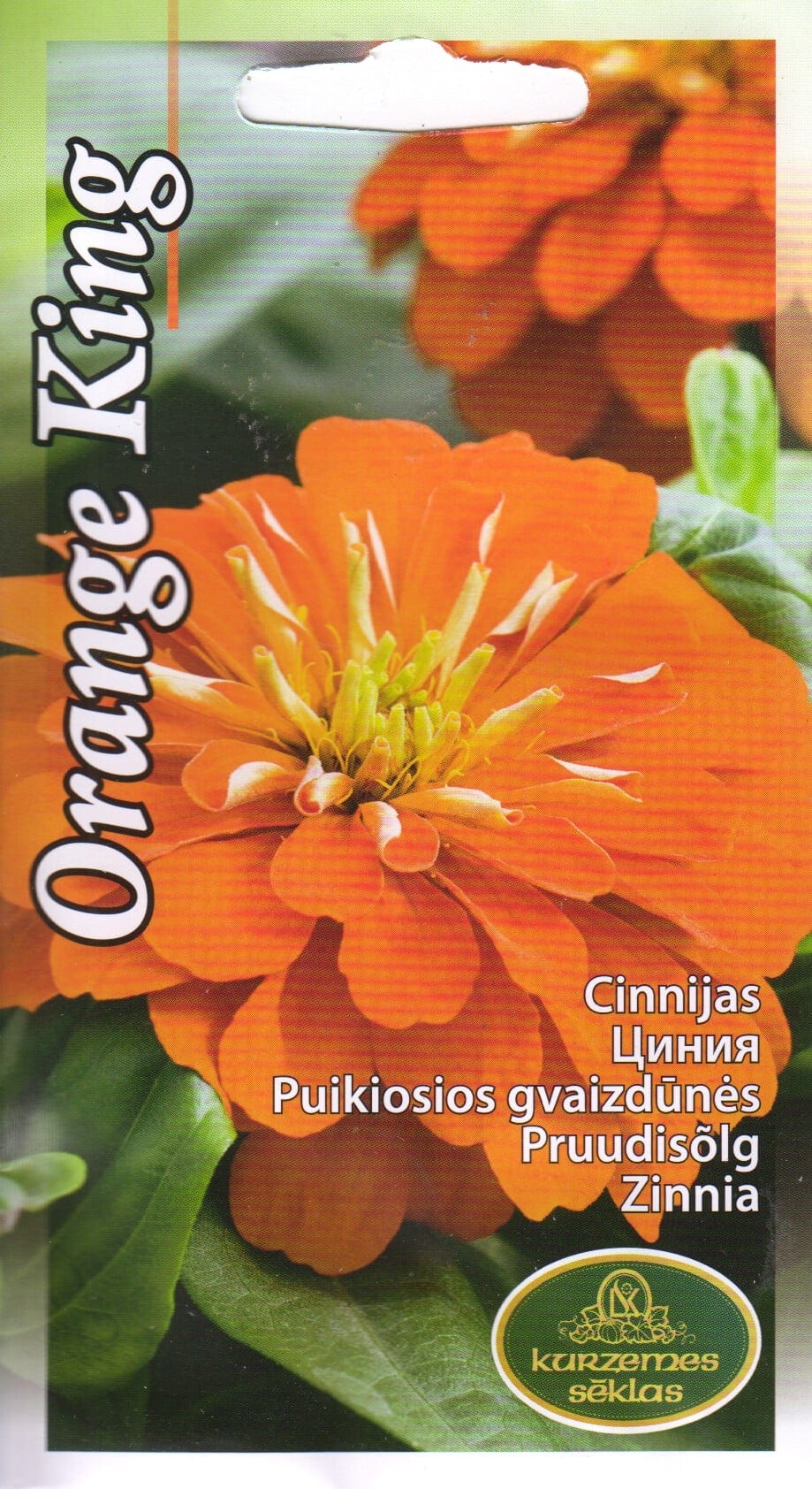 Harilik pruudisõlg "Orange King"