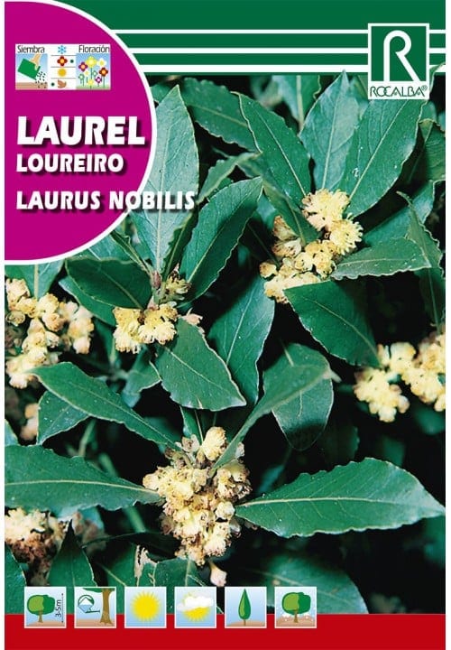 Harilik loorberipuu