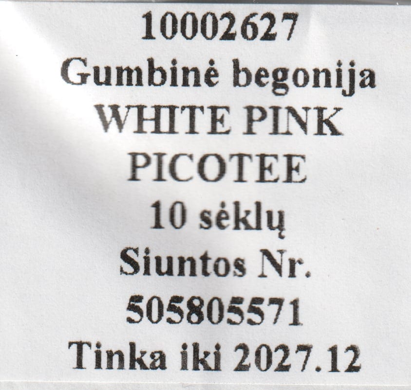 Mugulbegoonia "White Pink Picotee"