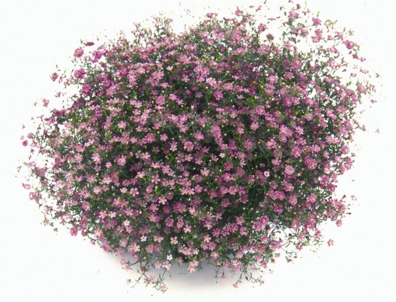 Müür-kipslill "Garden Bride"