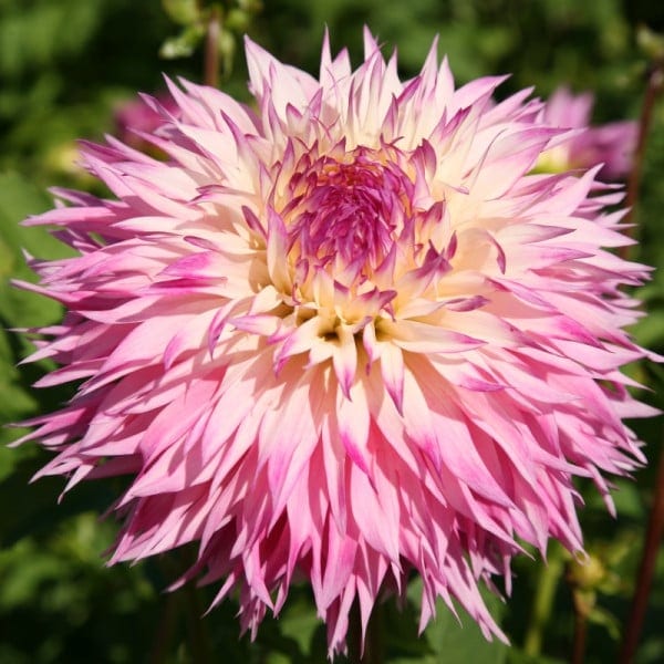Kaktusdaalia "Pineland Princess"