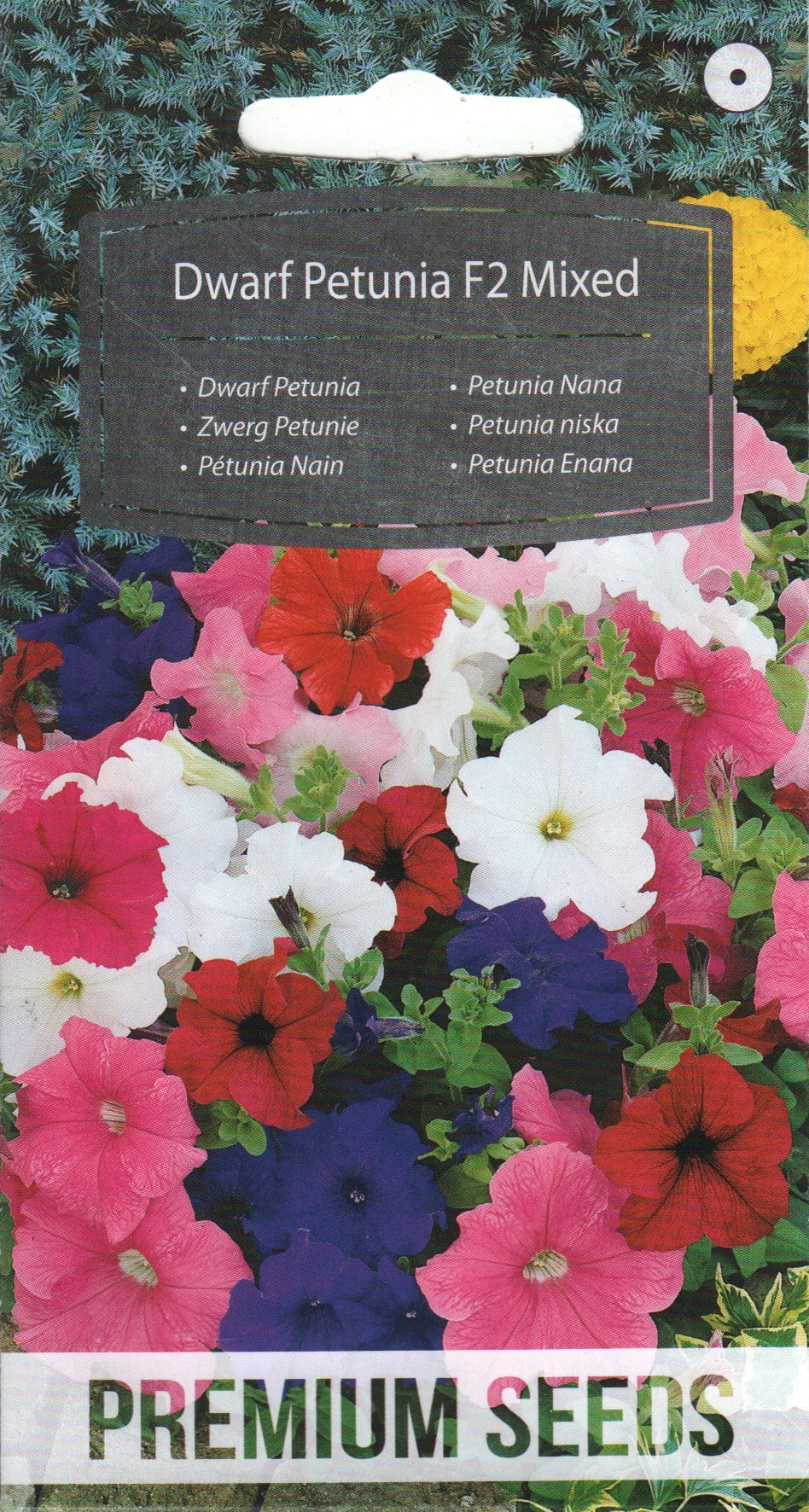 Petuunia "Dwarf Petunia Mixed" F2