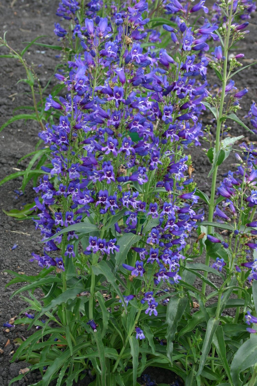 Habe-peekerlill "Twizzle Blue"