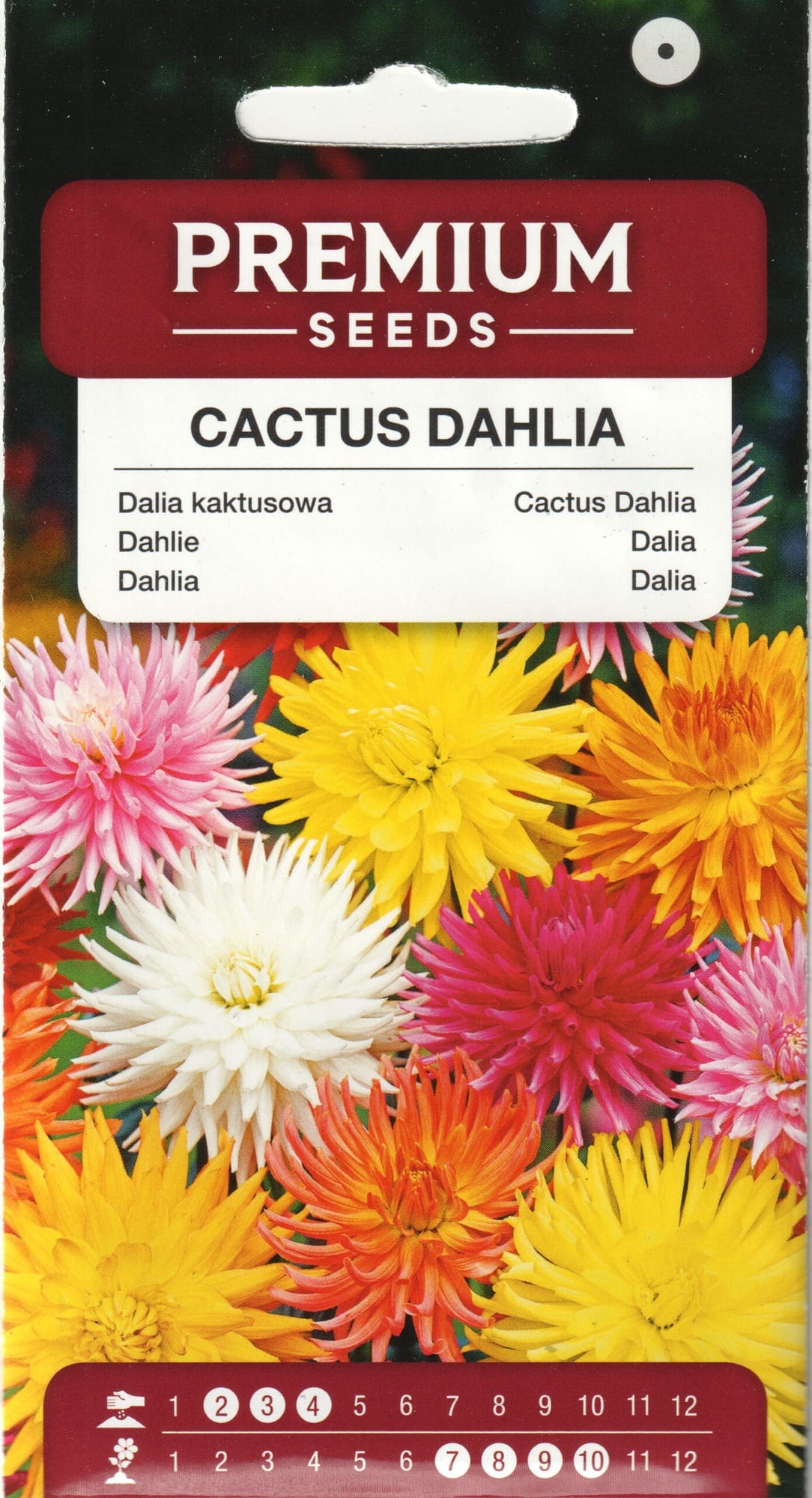Sulgjas daalia "Cactus Mix"