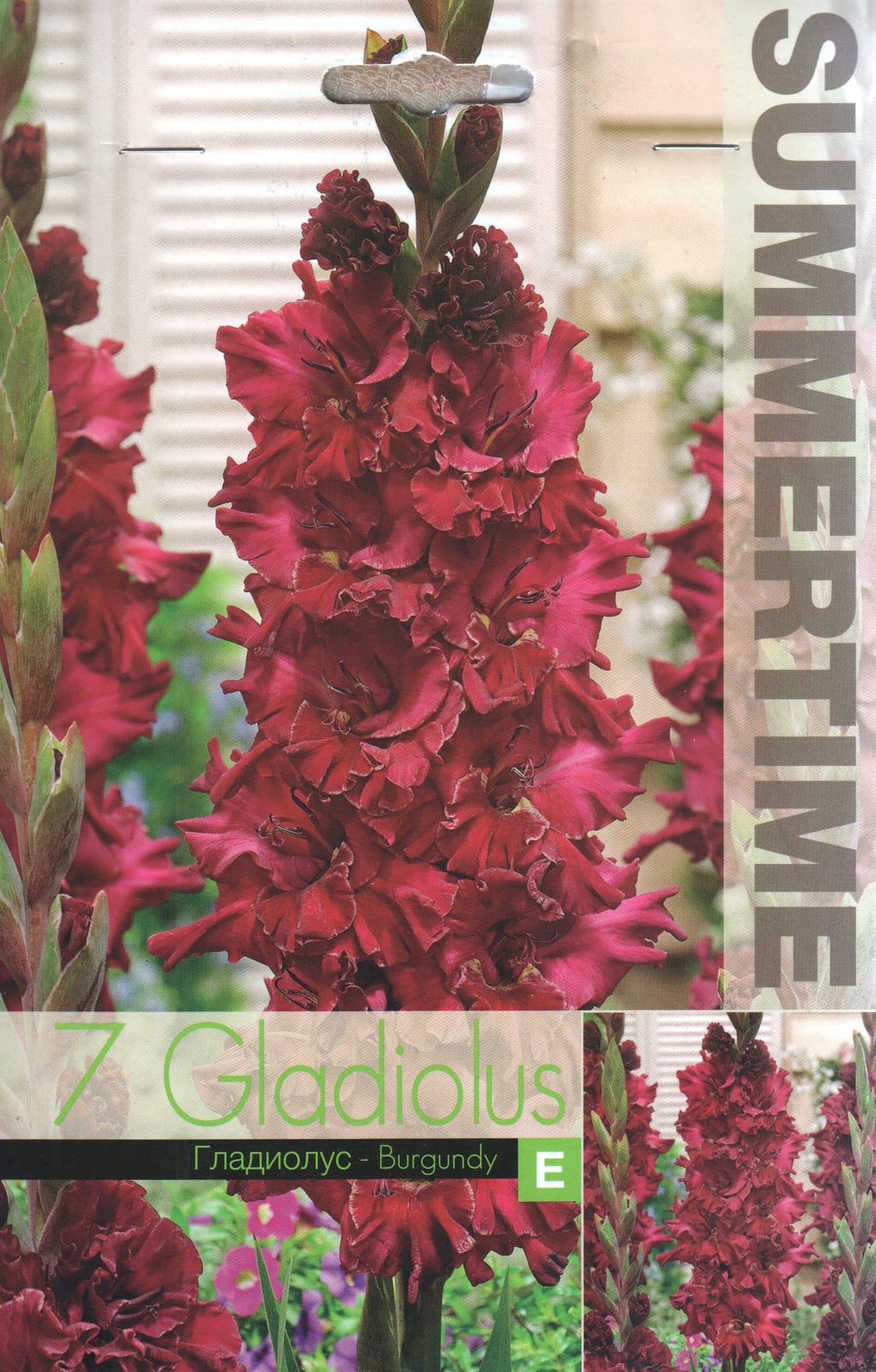 Gladiool "Burgundy"