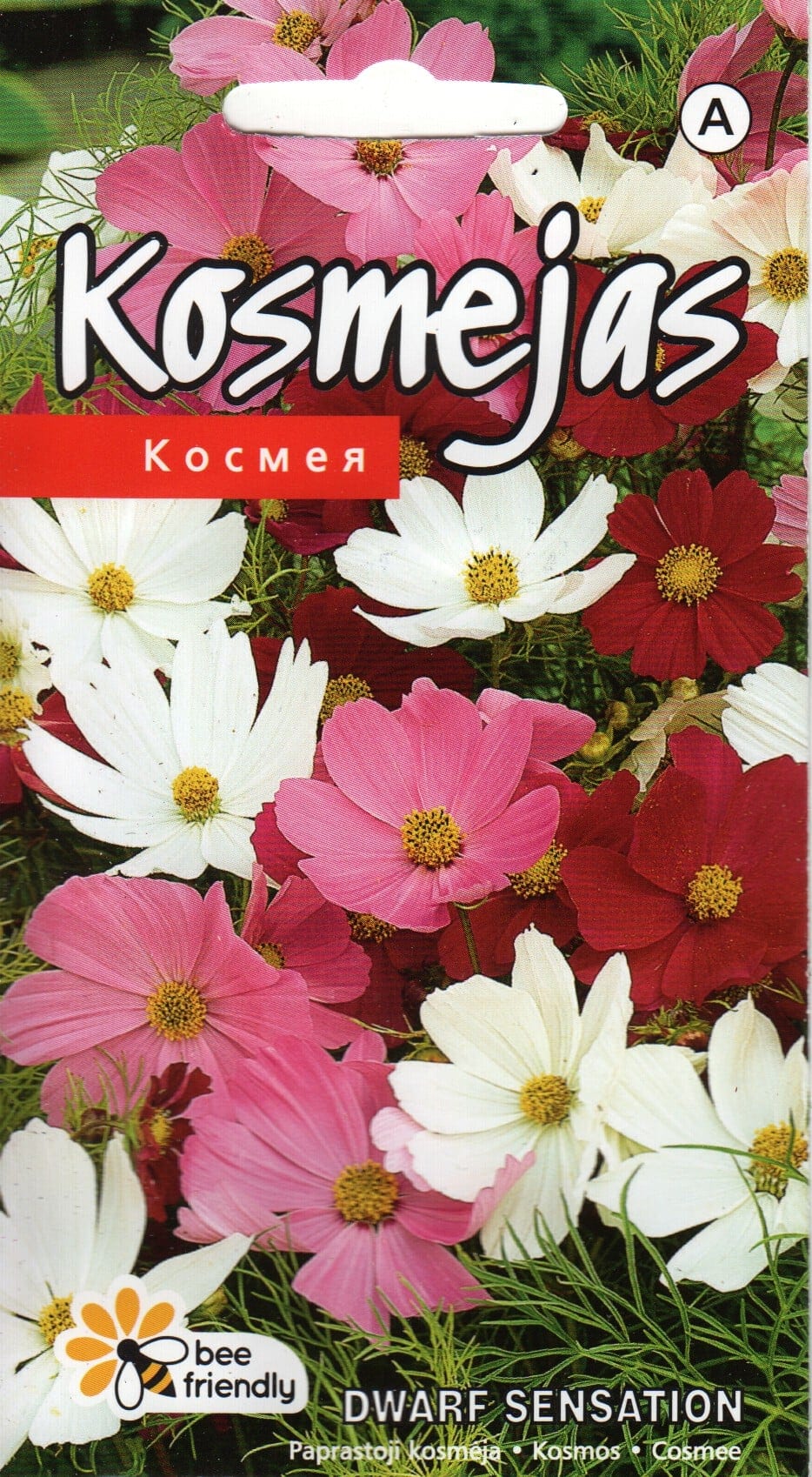 Kosmos "Dwarf Sensation"