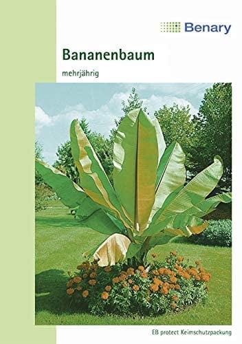 Abessiinia banaan