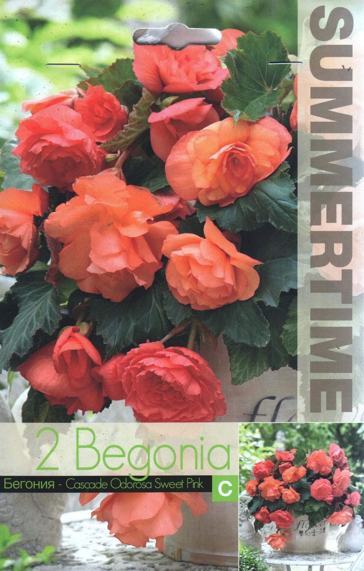 Ripp-mugulbegoonia "Cascade Odorosa Sweet Pink"