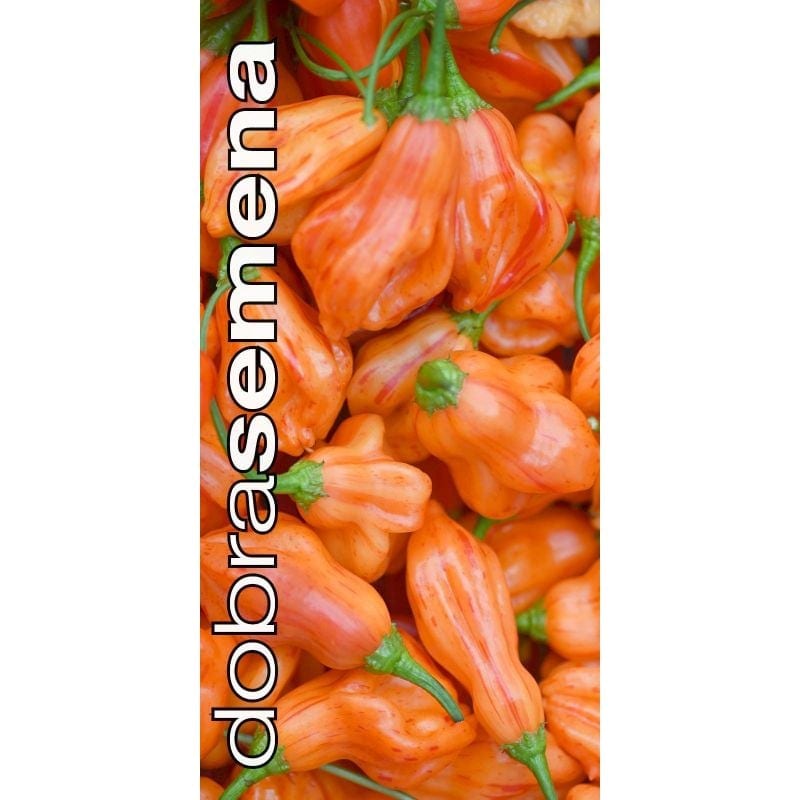 Maripaprika "Zebrange"