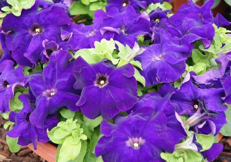 Petuunia "Limbo Blue" F1
