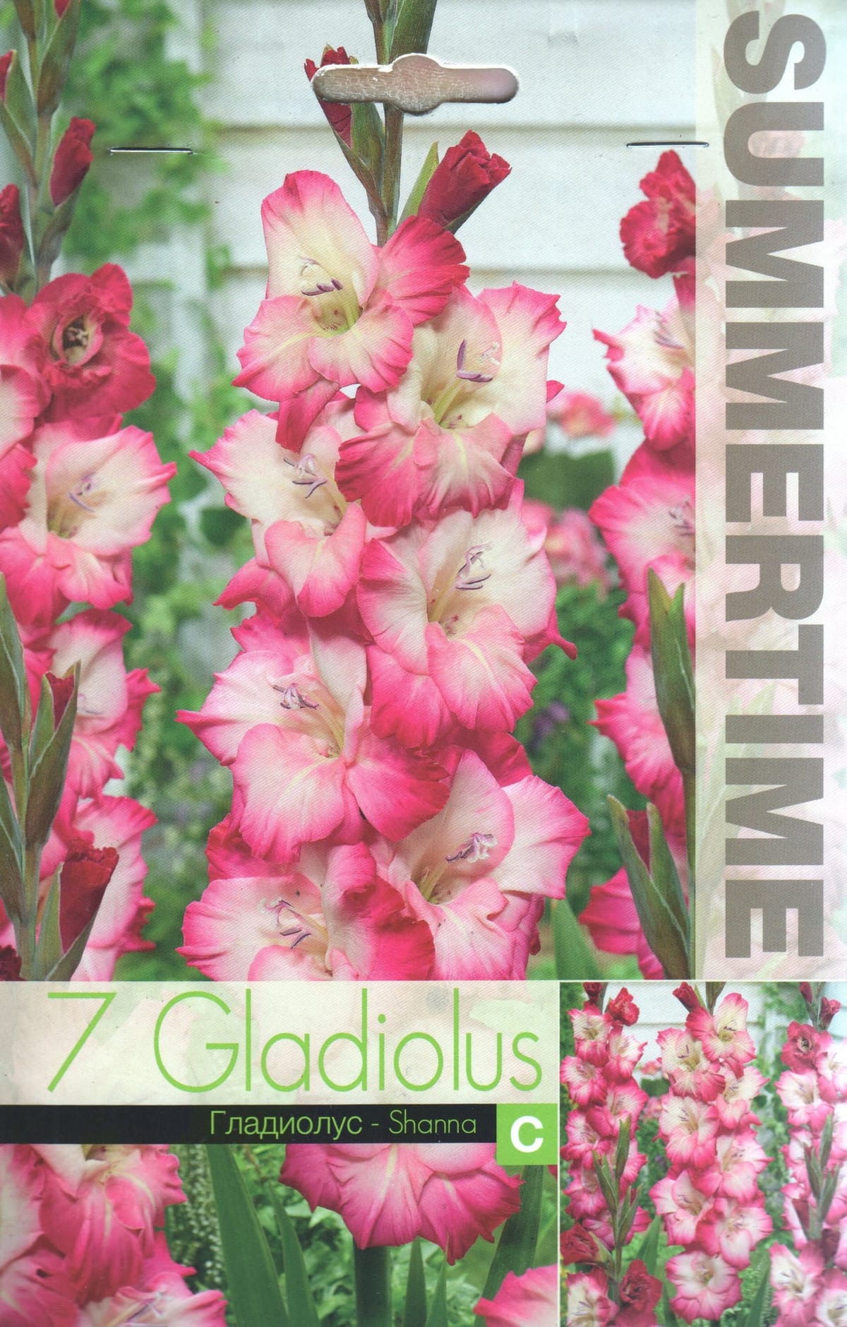 Gladiool "Shanna"