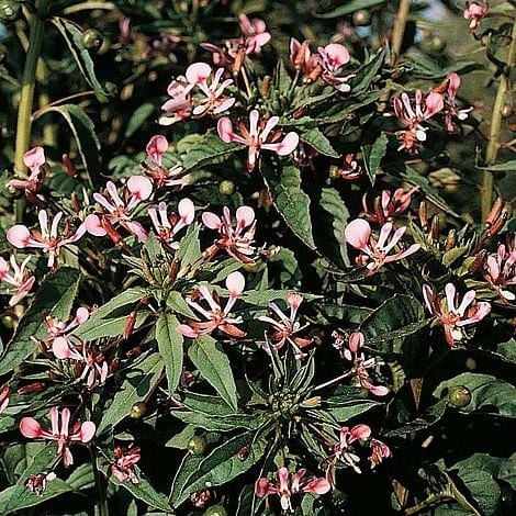 Sääskõis "Pretty Rose"