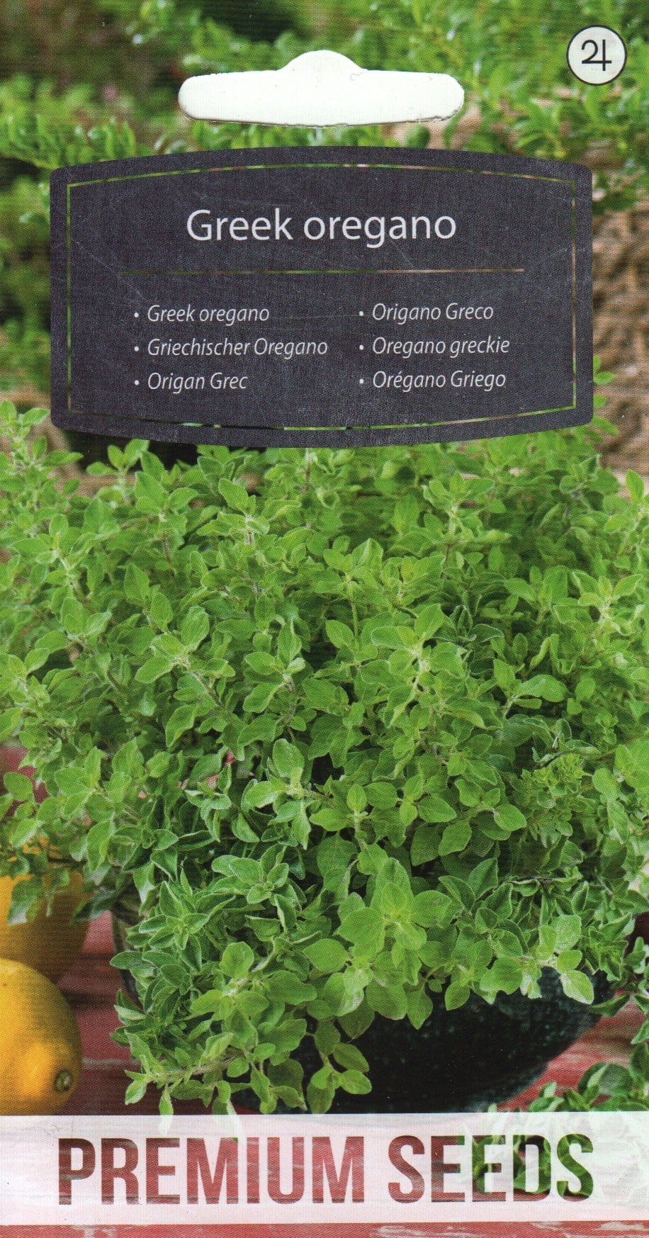 Kreeka oregano